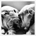 B&W babies.webp