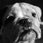 Black and White Winston.webp