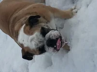 bertha eating snow.webp