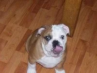dozer then.webp