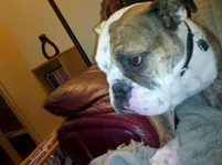Rosie.webp