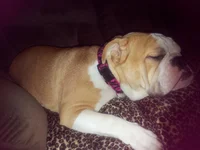 Lola day of spay 045.webp