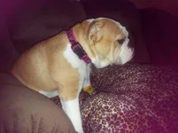 Lola day of spay 047.webp