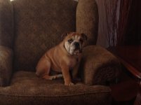 Winston1.jpg