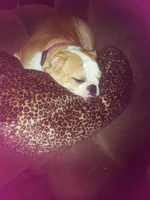 Lola day of spay 048.webp