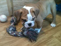 Otis with rope.webp