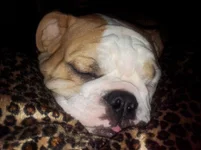 Lola day of spay 051.webp