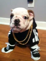 snoop-franklin.webp