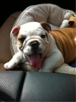 franklin in car.webp