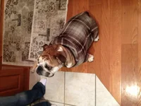 hoodie1.webp
