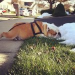 snow-eater.jpg snow-eater.jpg