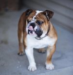 Oscartongue.jpg Oscartongue.jpg