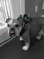 mabel irish.webp