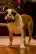 Ellie Mae 5.webp