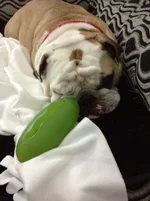 greentoy.webp