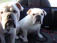 Piggy&Bruno.jpg Piggy&Bruno.jpg