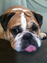 Petunia with tongue hanging out.webp
