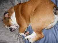 Dozer comes home 065.webp