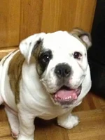 Ace @ 5 months .webp