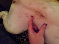 Lola day of spay 017.jpg Lola day of spay 017.jpg