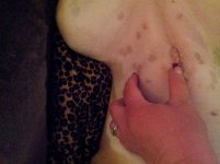 Lola day of spay 018.jpg Lola day of spay 018.jpg