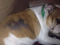 Lola's bald patch.jpg