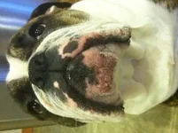 Moglee chin 2:1:13.webp