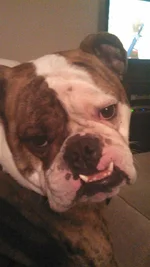 BrewtusStinkEye.webp