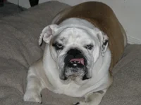 Harley stink eye.webp