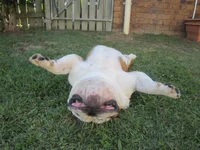 Ftse pooped 010.webp