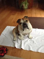 Mabel.webp