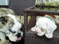 Stink Eye Contest.webp