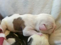 Rocky and Cora pups Jan 1st 2013 068.webp