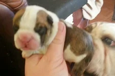 Rocky and Cora pups Jan 1st 2013 071.webp