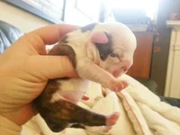 Rocky and Cora pups Jan 1st 2013 072.webp