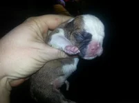 Rocky and Cora pups Jan 1st 2013 066.webp