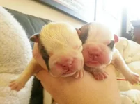 Rocky and Cora pups Jan 1st 2013 073.webp