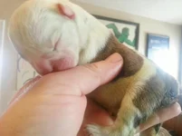 Rocky and Cora pups Jan 1st 2013 070.webp