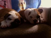 IMG_20121229_201241.webp