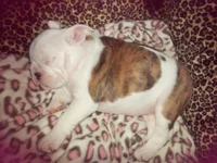 Lola and Lucy february 2013 006.webp