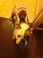 ImageUploadedByTapatalk1360001111.527612.webp
