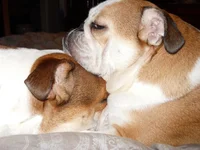 Doze n Penny 001.webp