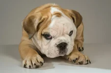 stinkeye.webp