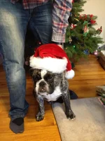 Seamus Christmas.webp