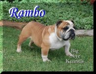 RamboR1.jpg