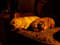 IMG_20121229_201026.webp