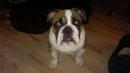 IMAG0009.webp