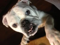 iphone4 236.webp