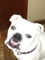 iphone4 174.webp