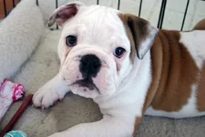 Buster cucrate.webp